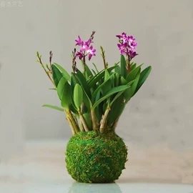 盆栽;其他园林植物;仙人掌及多肉