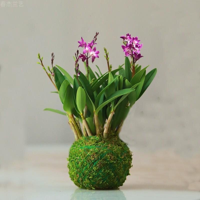 Easy-To-Care-For Hydroponic Green Plants and Flower Pots for Lazy People, Indoor Fragrant Orchids with Dendrobium Flower Buds and Perfume Easy-To-Care-For Hydroponic Green Plants and Flower Pots for Lazy People, Indoor Fragrant Orchids with Dendrobium Flower Buds and Perfume