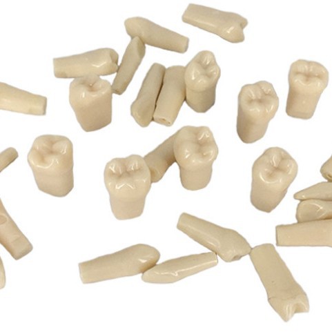 外贸产品口腔牙科工具全口牙科牙粒 口腔备牙牙粒 单颗