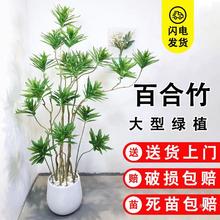 金心百合竹真绿植客厅大型青叶盆栽办公室好养小苗室内水培真植物