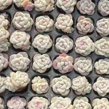  ^p^  ѨP 2-3cm  ֱֲNă