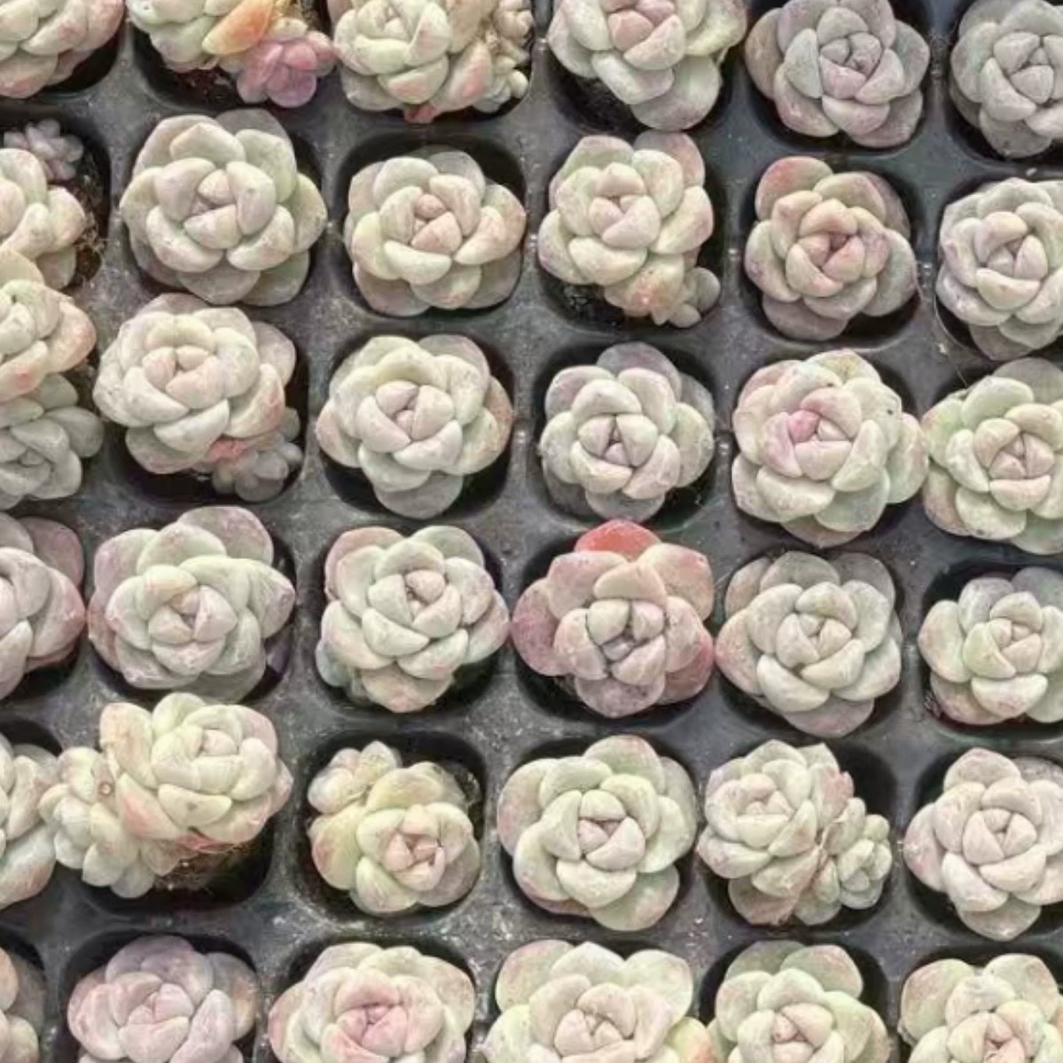 Bingyu с одной головкой и двумя головками, настоящая штепсельная Вилка для саженцев, 2-3 см, база для суккулентов, прямые продажи, большие, выгодные