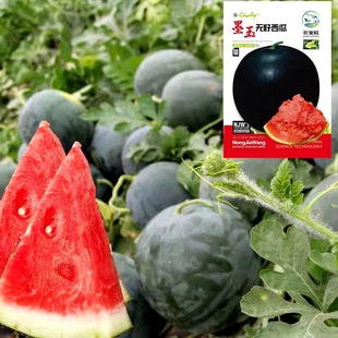 ��Ƥ�o�����ϷN������Нh8424�����ش����챡ƤĴָ�t�Sȿ�Ϲ���