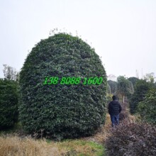 �ػ\�����ι𻨡������𻨡�����.�ڷ�M,�ΑB����.�A������