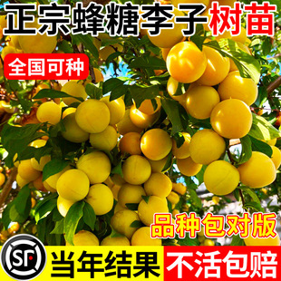 ���ڷ������Ә��������ϱ������A�����F����Nֲ�ش��m��������