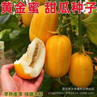 �S������ϷN�ӽ����۹ϷN��������Ե������쿹����ˮ���N��