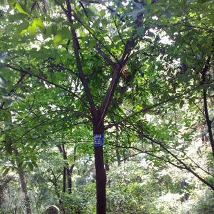 基地乌柏树苗大乌柏树 绿化工程用树行道树3-30公分乌柏树-阿里巴巴