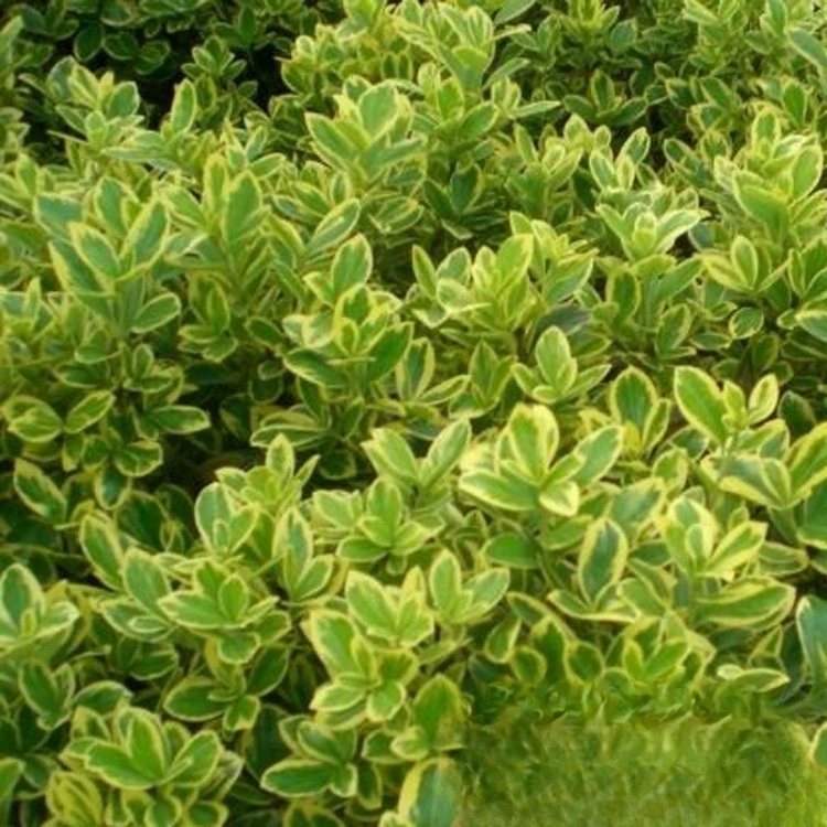 Оптовая Пномпень Populus инженерные саженцы маленькие чашки саженцы большие чашки саженцы маленький меховой шар двор Four Seasons вечнозеленые саженцы деревьев цветные блочные растения