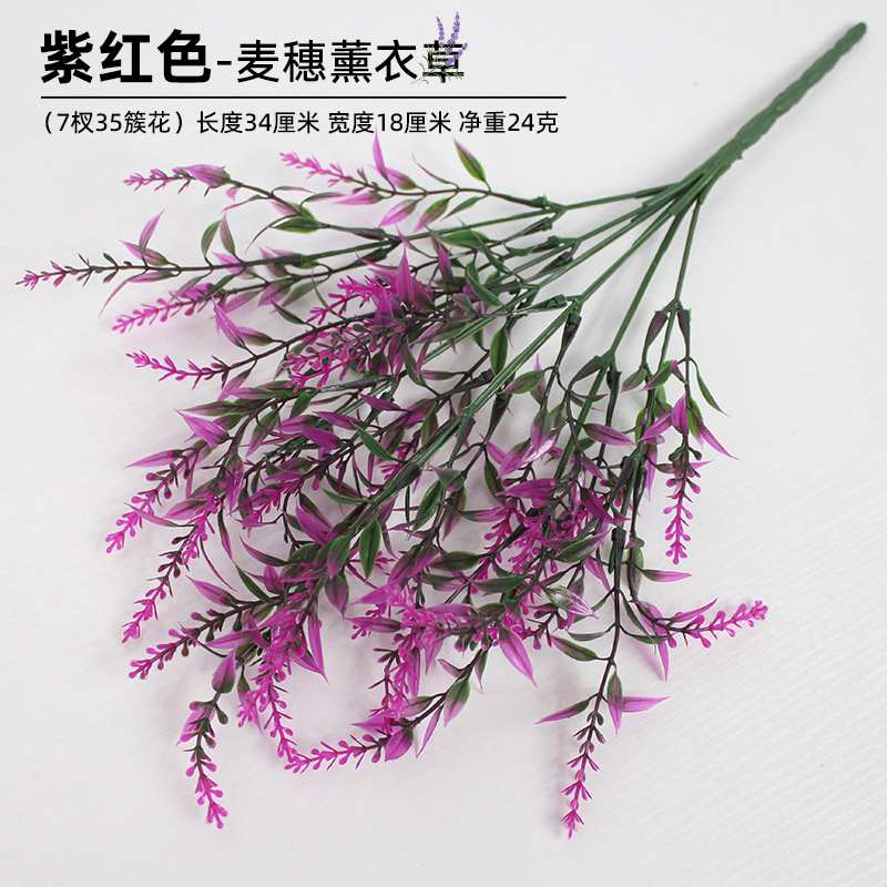 Lavanda de oreja de trigo púrpura_2