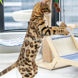 ���B��؈���̻��＃�Nِ�P��ë؈���w��Ę�ӷ���؈����w����؈��