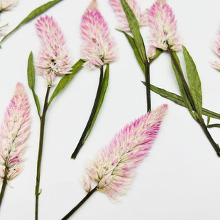 Phoenix Tail Dried Flower Baffle Real Flower Plant Specimen Aromatherapy Candle Greeting Card Photo Frame Handmade DIY Material Embossed Dried Flower