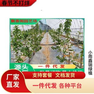 ����܇���ә��Ҙ������Ե��Դ�����Ϸ������Nֲ����Y���������