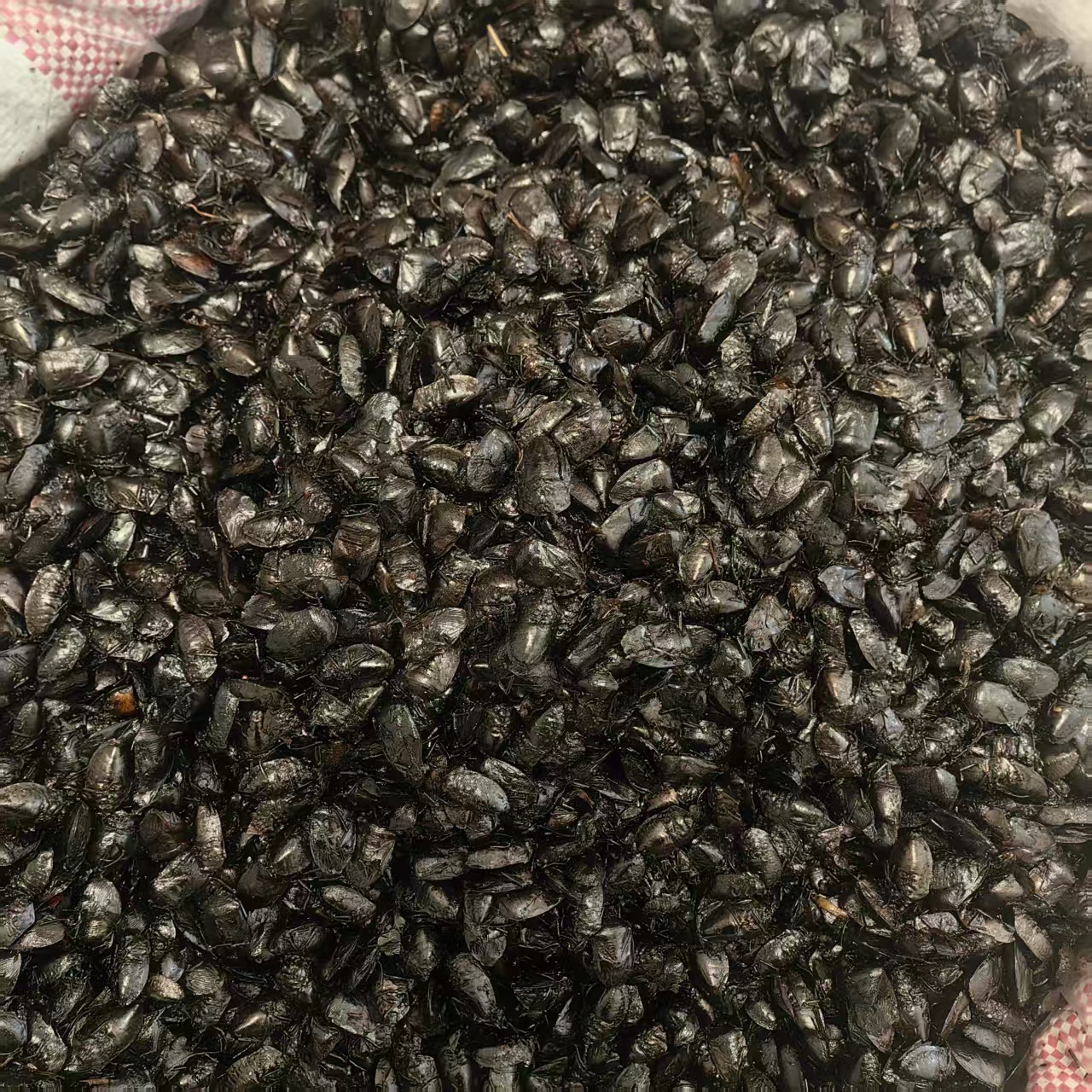 Jiu Xiang Chong Dried Bug 500g Aspongopus chinensis Whole Insect TCM Herbal Ingredient Natural Sun Dried key features