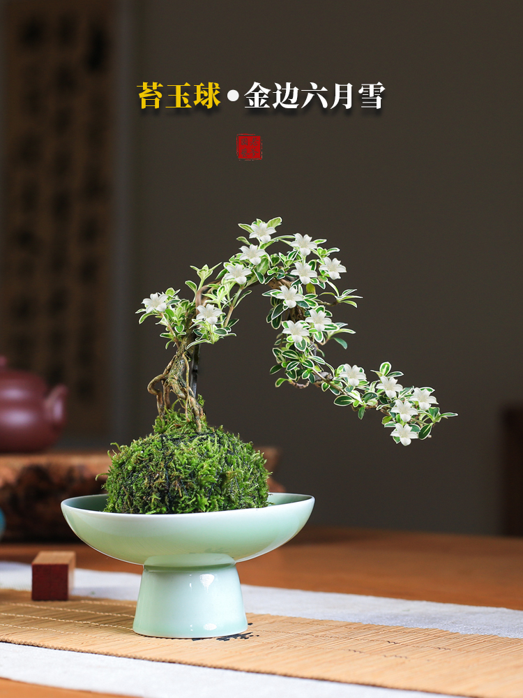 苔玉六月雪造型盆景苔藓球微景观懒人好养水培绿植室内桌面花卉