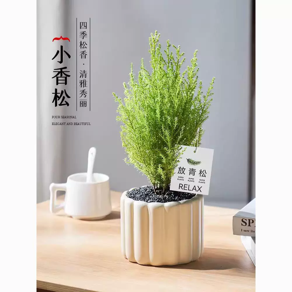 Маленькое ароматное сосново-зеленое растение, настольное радиационно-стойкое растение в горшке, очищающее воздух, вечнозеленое рождественское дерево, цветок в скандинавском стиле