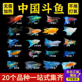 中国斗鱼活体活鱼冷水淡水观赏鱼鱼苗耐养不打氧小型鱼好养活鱼