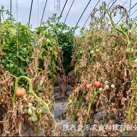 木板材;植物性饲料;工业植物提取