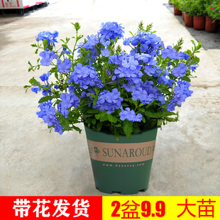 �{ѩ�������Դ��������������ֲ���ļ��_���ش��mѩ���������̨