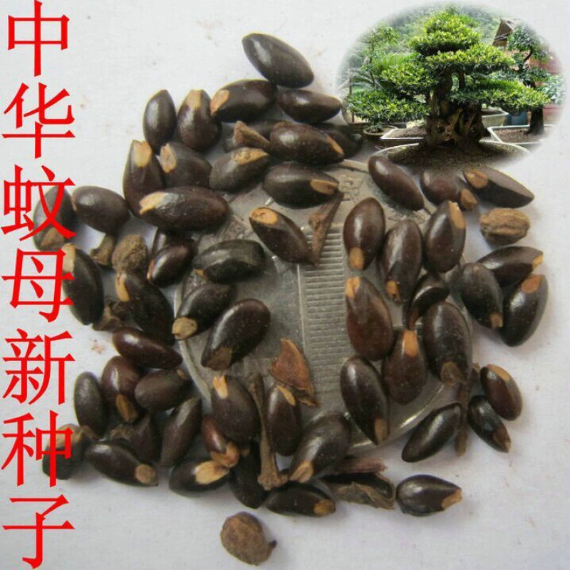 Семена растений амфибия цветок семян большой лист матери семян комаров Китайская мать семян Китайские матери семян комаров