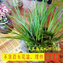 石菖蒲原自然附石菖蒲盆景龙根菖草菖蒲苗根水生水培植物根缸造景