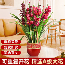大花蕙兰盆栽直兰带花苞花剑客厅室内好养年宵花绿植喜庆花卉植物