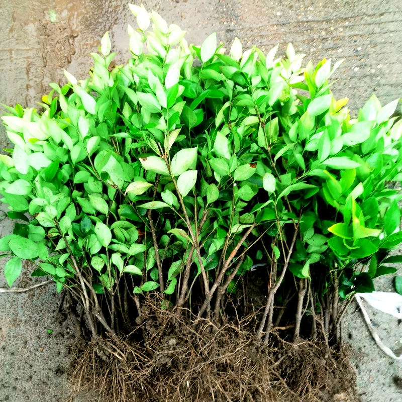 Jinsen Ligustrum lucidum Чашка для рассады Проект озеленения сада Рассада для муниципального строительства Рассада