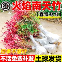 Однослойные рассады нандины для дропшиппинга, бонсай из старых корней нандины в горшках, уличные растения, морозостойкие, для зеленения.