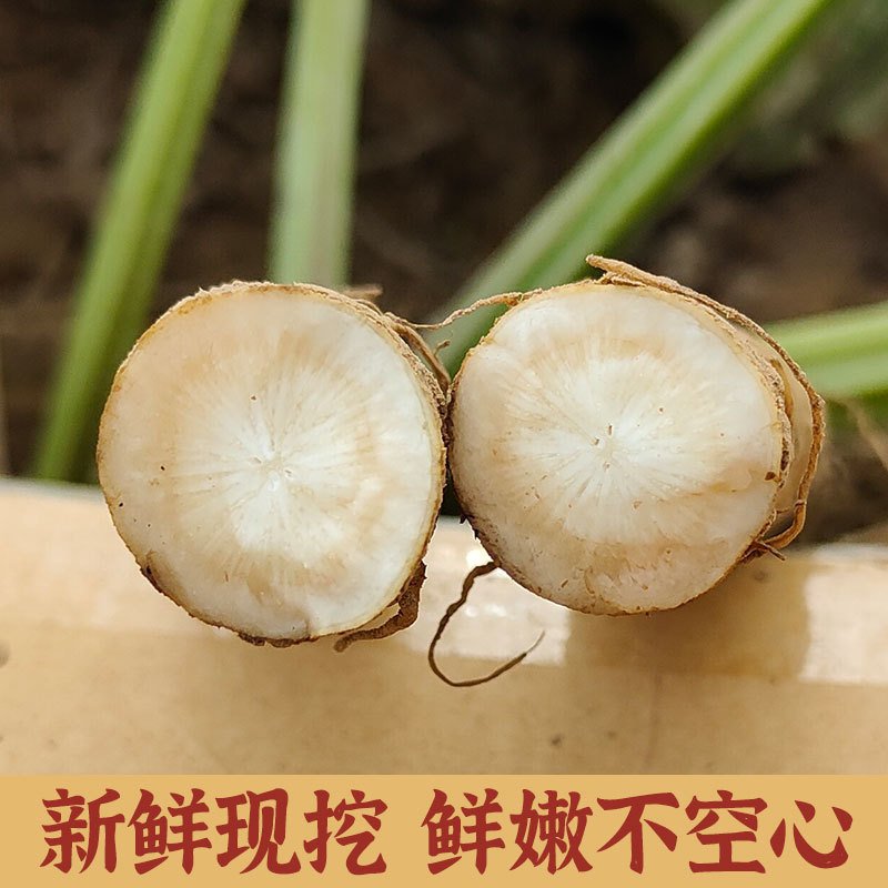 20现挖生鲜牛蒡根5斤包邮徐州特产牛蒡根牛蒡茶新鲜牛膀L