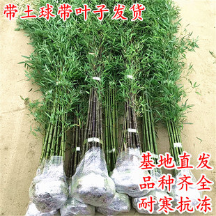 Bamboo Seedlings, Garden Plants, Potted Plants, Evergreen Greening in All Seasons, Golden Bamboo Seedlings, Gold-Encrusted Jade Arhat Bamboo, Moso Bamboo, Purple Bamboo