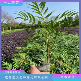 乔木;灌木;景观工程项目