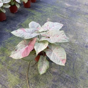 Դ�^110#��ţ�̼�м�Ϲ���W�t�^�~����Gֲϣ�����滨��С�����l