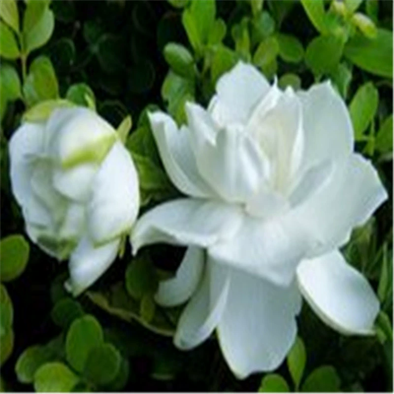 База Оптовая Большой Лист Гардения Рассада Экономическое Облесение Рассада Вилла Двор Зеленое Растение Горшечный Сад Пейзаж Озеленение