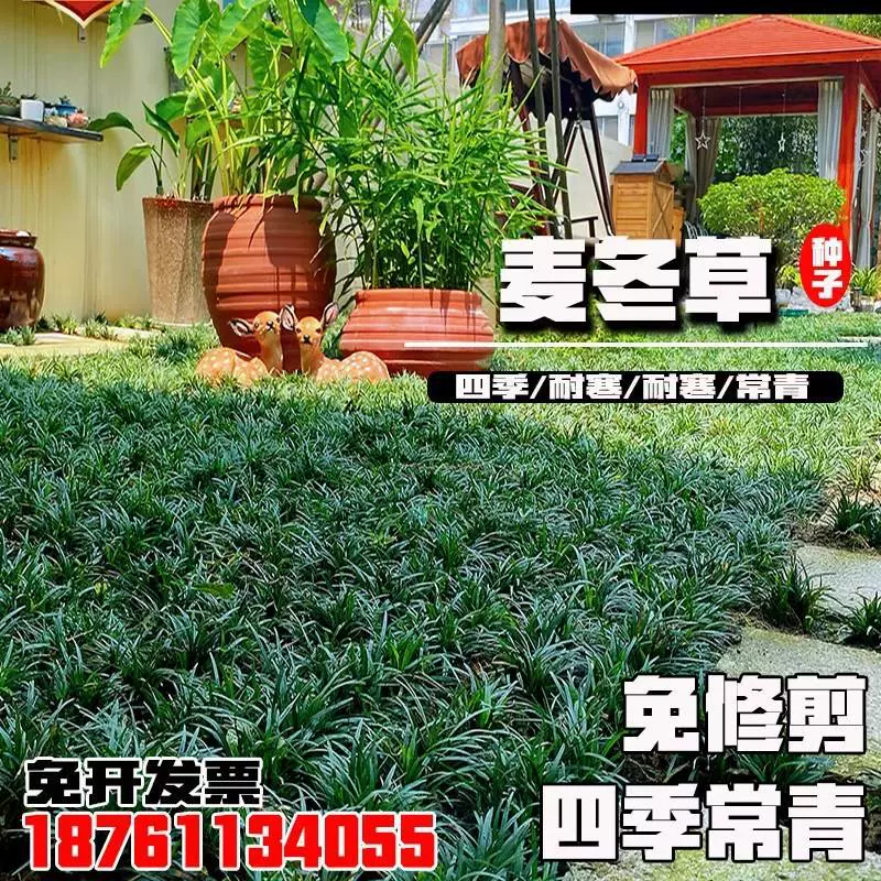 Семена Ophiopogon japonicus, мелколистная и широколистная японская гигантская трава Ophiopogon, семена газонной травы для озеленения двора.