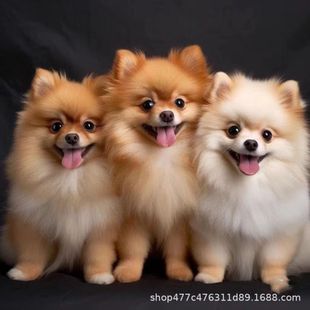 �������w��Ȯ�S�������N�L�������㿡��ȮС��Ȯ�湷���ﹷ������