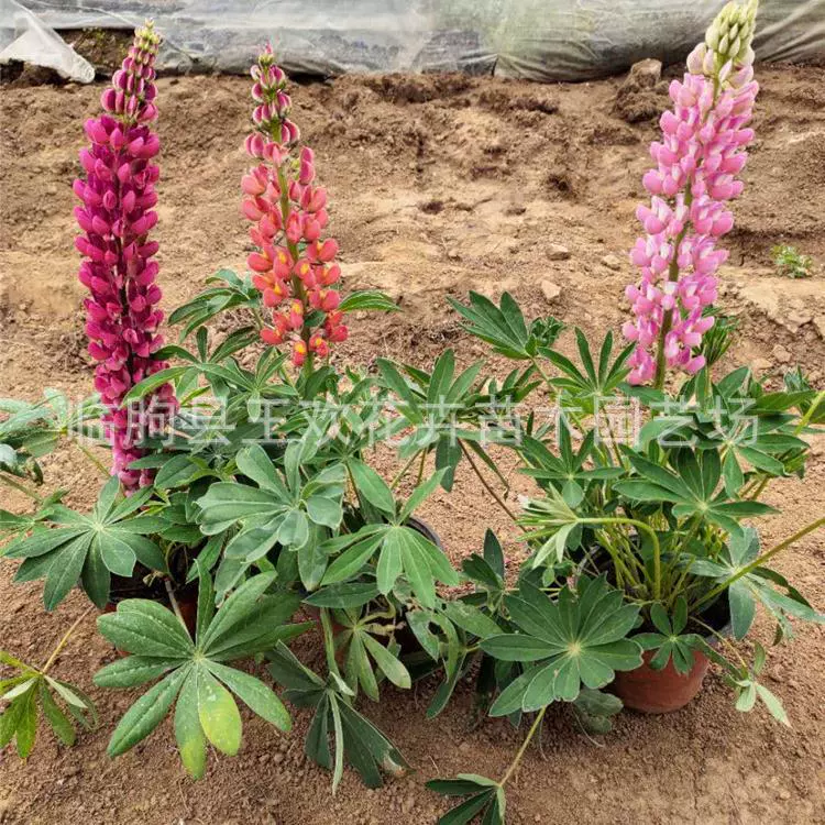 Люпин Лу Бинхуа Пейзаж Моделирование Многолетний цветок Люпин Двойной цвет бассейна Большой в наличии