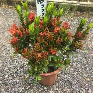 Small-Leaf Bougainvillea Potted Seedlings Ornamental Plants Cup Seedlings Park Landscape Greening Plants