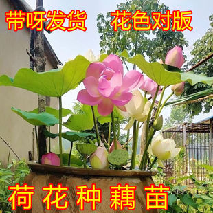�ɻ�ź�N�����^�p�ɻ���ˮ����ɏ˯ɏ���ܳ���ˮ���N����ɻ����B