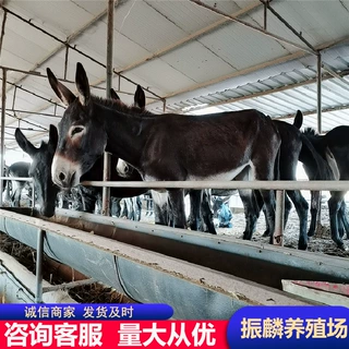 养殖德州肉驴一年利润多少常年供应小驴苗 肉驴驹 活驴崽 包成活