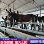 德州常年多少养殖肉驴