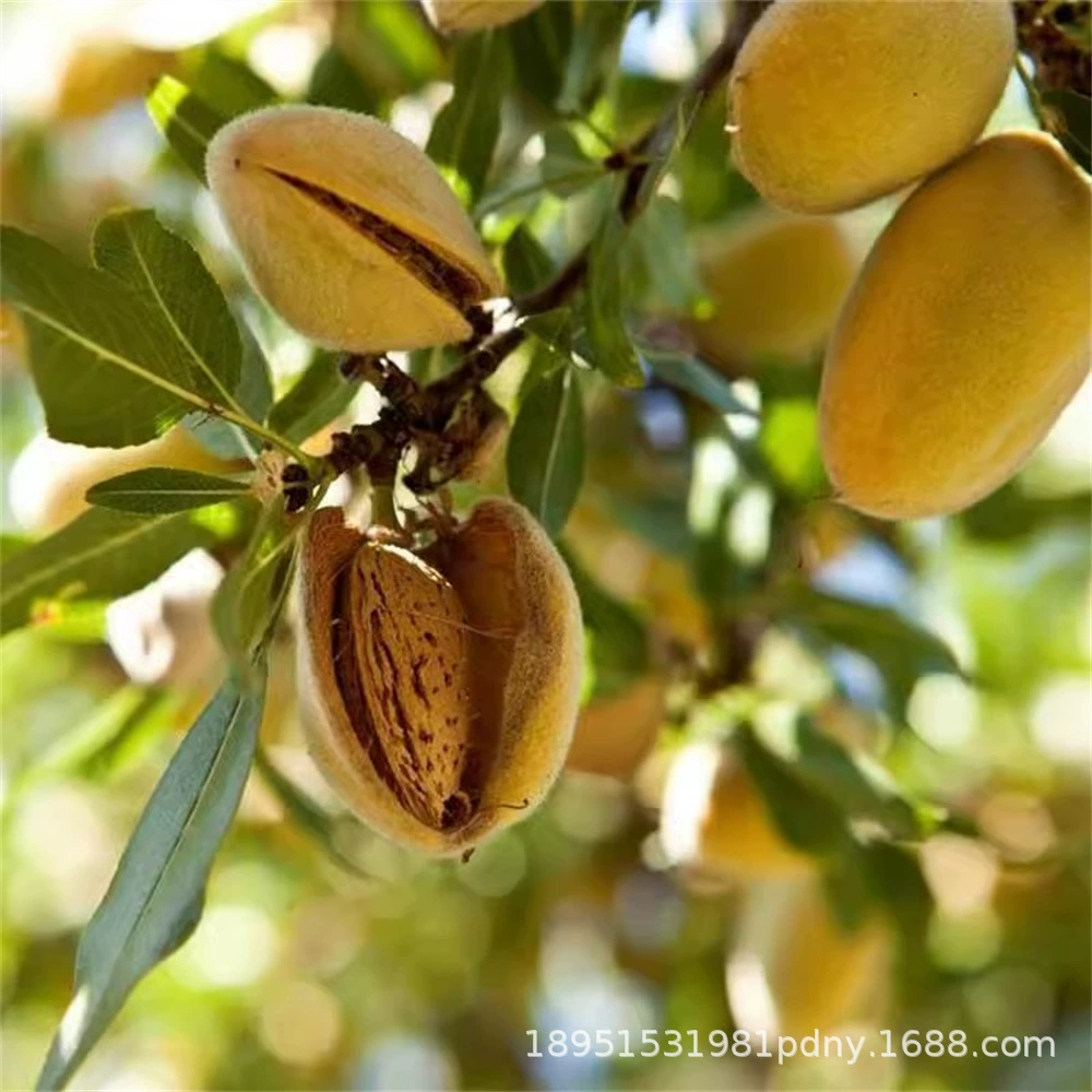 Розовые фрукты Август Дыня Рассада Фруктовое дерево Август Жареная Дыня Сентябрь Желтый Посадка Рассада Южный и Северный Двор Восхождение Виноградный горшок