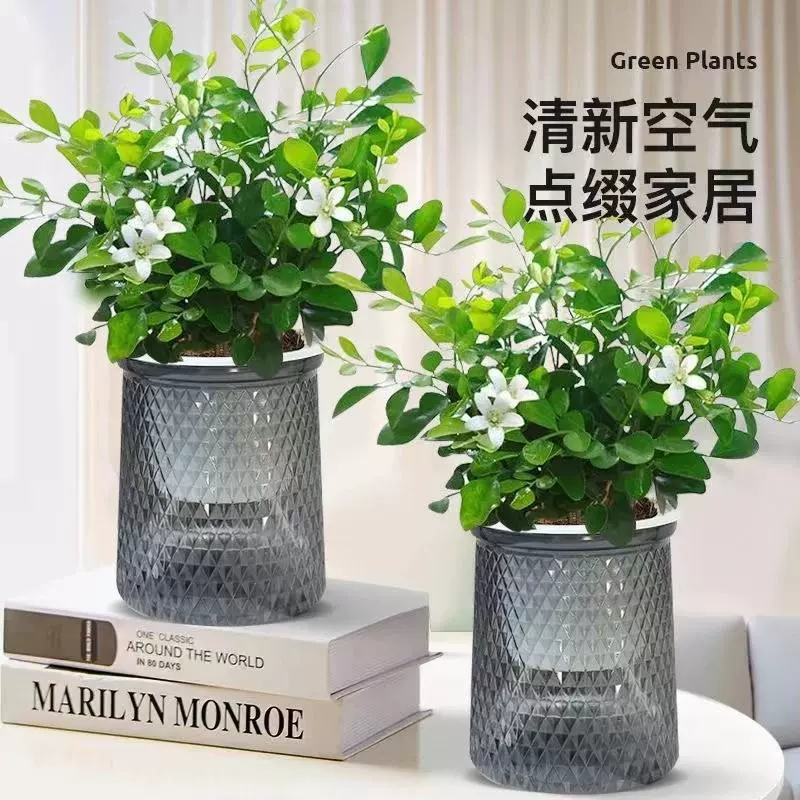 Ароматное комнатное растение «Цзюлиан», выращиваемое методом гидропоники, с сильным ароматом, цветущее, простое в уходе, для дома и балкона, новое зеленое растение для декора.