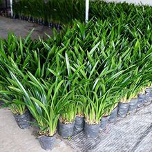 特级兰花耐寒高档兰花苗墨兰企黑浓香型室内客厅四季好养开花盆栽