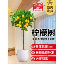 ˮʘԹ玧ʳ̨҃͏d;Gֲ辰ļֲ