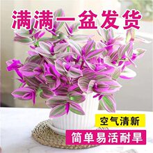油画吊兰三色多肉植物紫露兰懒人花卉好养植物懒人进口吊兰