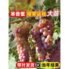 ���������ј��m���Ծ޷����ј���ꖹ�õ���������ϱ����ͺ��Nֲ