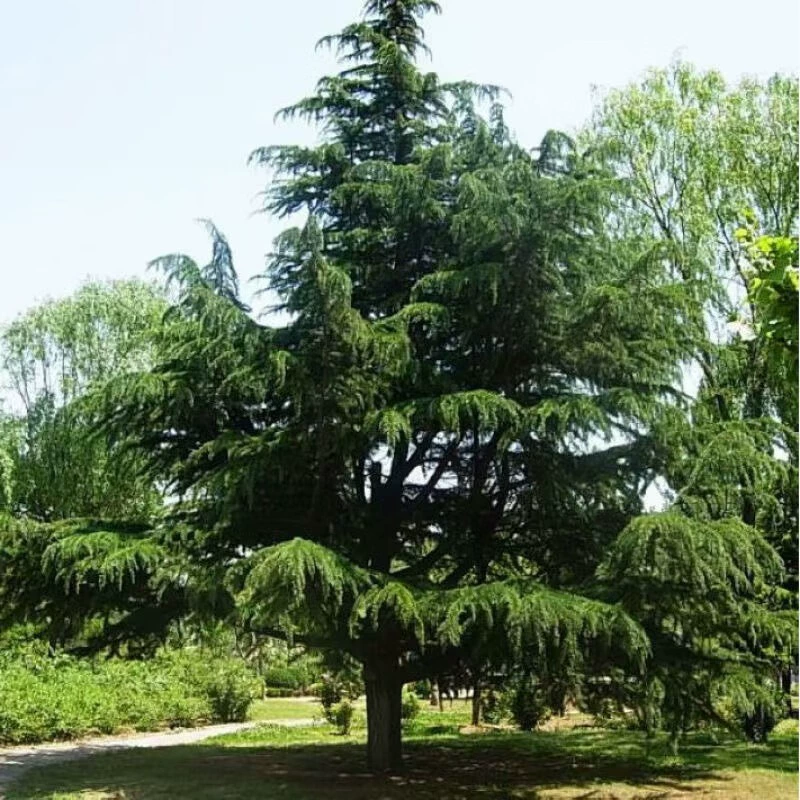 Оптовые поставки кедровых семян, лесных семян, для ландшафтных проектов, семена лиственных деревьев