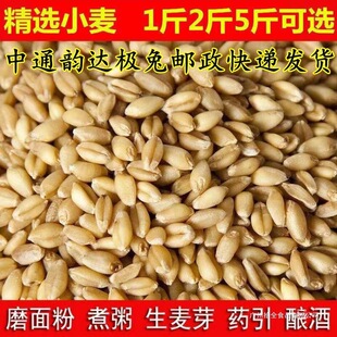 ��ƤС����1��5��2ʳ��ĥ��ș����ѿ�ǰlѿ��ݷN��ե֭ᄾ�؈��