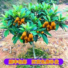 无核砂糖枇杷树苗嫁接大五星南北方种植盆地栽特大琵琶苗当年结果