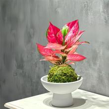 �����ț�\�����⻨ϲ��k���҃ȾGֲС������������  �����՚�