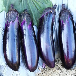 Barbecue Long Eggplant Seeds, Black and Purple Long Eggplant Seedlings, Extra Large Eggplant Seedlings with Soil, Seedlings, Vegetable Seedlings